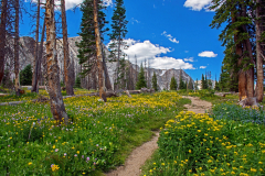 Medicine Bow. Wy