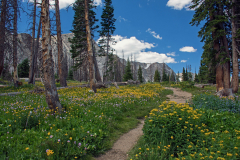 Medicine Bow II