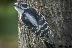 Downy Woodpecker