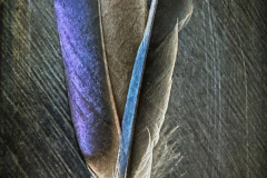 Two Feathers