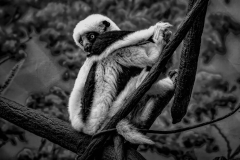 Just Hanging Around