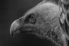 Vulture