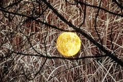Moon In The Cat Tails