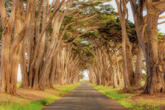 Cypress Tunnel