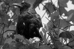 The Crow