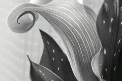 Calla Lily