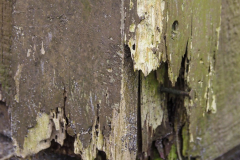 Wood Decay