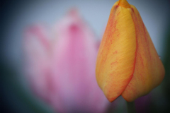 Two Tulips