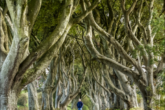 Dark Hedges County Antrim Ireland