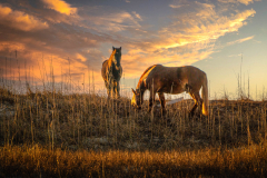 Wild Horses Grazing