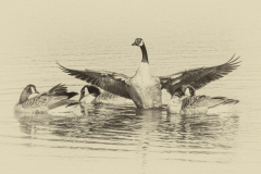Geese