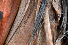 Wood Abstract