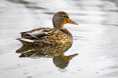 Mallard Duck