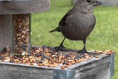Catbird At The Feeder