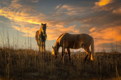 Corella Horses II