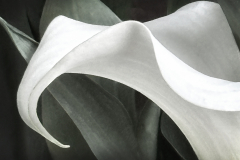 Calla Lily Close Up