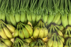 Bananas