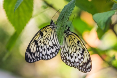 Butterfly Connection