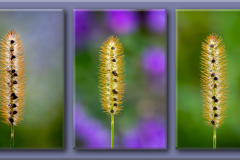 Three Views Of The Same Plant