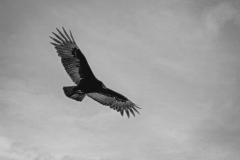 Soaring