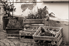 Urban Garden