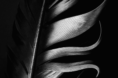 Feather