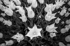 Ansels Garden