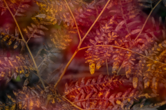 Fabulous Fern