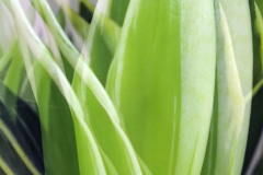 Snake Plant