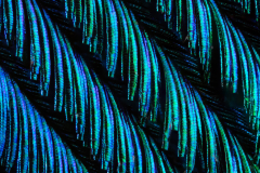 Peacock Feather At 5x