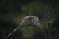 Feeding Time