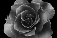 Black Rose