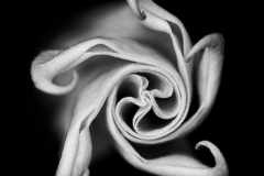 Vortex
