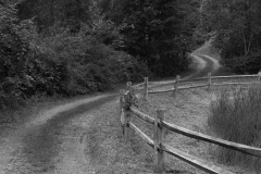 Through The Woods