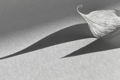Leaf Shadow