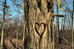 Wood You Be Mine?