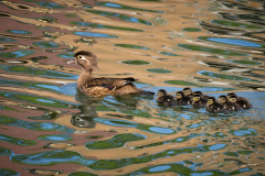 Where Mama Goes We Follow