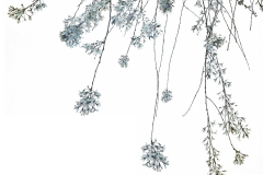 Blue Flowers And Branches