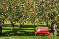 Red Bench And Flowers