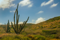 Aruba Cactus