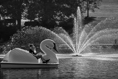 Swan And Fountain