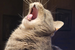 Pussycat Yawn