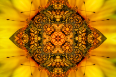 Butterfly Kaleidoscope