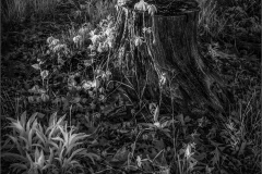 Thousand Island IR Tree Stump