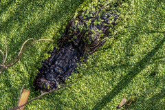 No Thats Not A Log