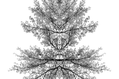 Branch Abstract