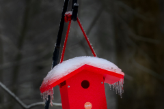 Waiting For Spring