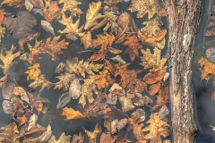 Fall Leaf Tapestry