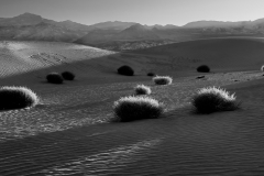 Dune Scene