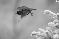 Untitled B&amp;W 2025